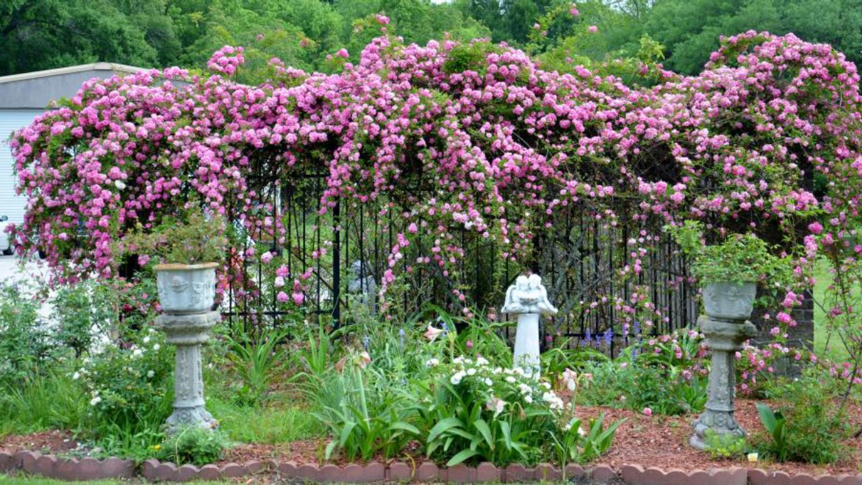 Peggy Martin Rose at Peggy Martins House.